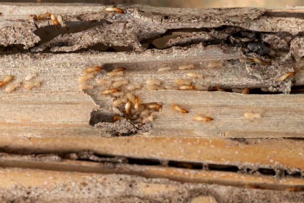 Best Rodent Control Near Me  in Wildwood, FL